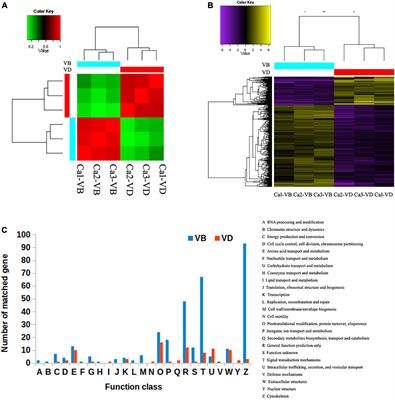 Discovery of 194 Unreported Conopeptides and Identification of a New Protein Disulfide Isomerase in Conus caracteristicus Using Integrated Transcriptomic and Proteomic Analysis